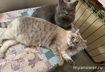 Люди, которые любят животных, действительно живут в несчастье и беде?