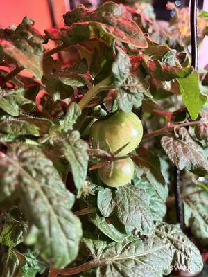 Помидорам на окне уже 2,5 месяца, а до сих пор нет бутонов — почему?