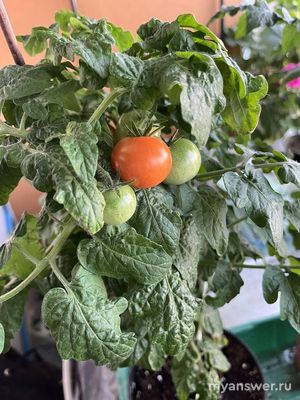 Помидорам на окне уже 2,5 месяца, а до сих пор нет бутонов — почему?