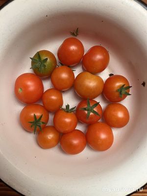 Помидорам на окне уже 2,5 месяца, а до сих пор нет бутонов — почему?