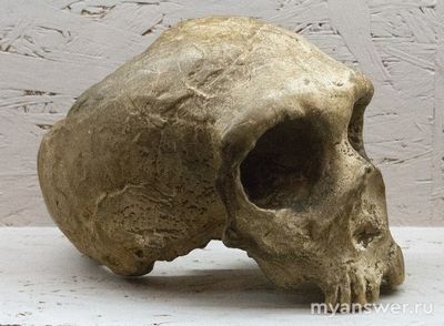 Существовали ли неандертальцы?