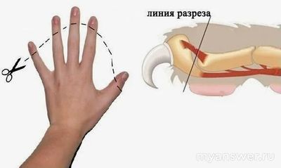 Для кошки операция по удалению когтей- это хорошо или плохо?