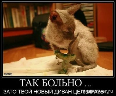 Для кошки операция по удалению когтей- это хорошо или плохо?