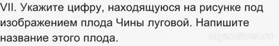 ВПР Биология 7 класс, Как выполнить задания о растении Чина луговая?