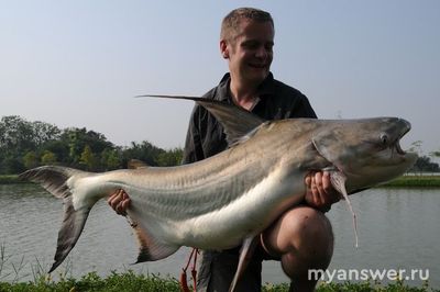 Кто ест из рыб пангасиуса /морской язык?