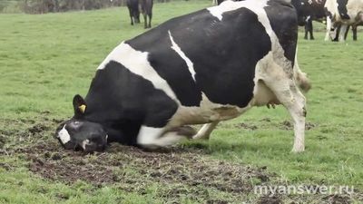 Лукошко, Акробат и Реклама - как решить головоломку (см)?