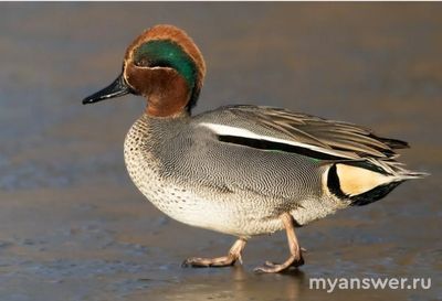 Какие птицы откладывают больше всего яиц?