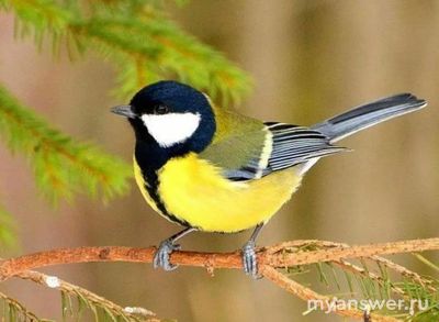 Какие птицы откладывают больше всего яиц?