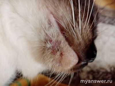 Что за чёрные точки с воспалением у кота на подбородке? Что делать?