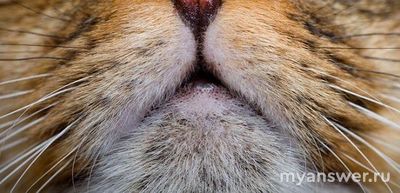 Что за чёрные точки с воспалением у кота на подбородке? Что делать?