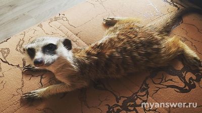 Где купить суриката? Сколько стоит сурикат?