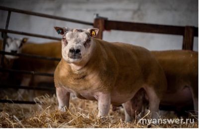 Чем интересна выведенная порода Белтекс (овцепёс)?