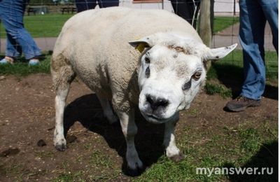 Чем интересна выведенная порода Белтекс (овцепёс)?