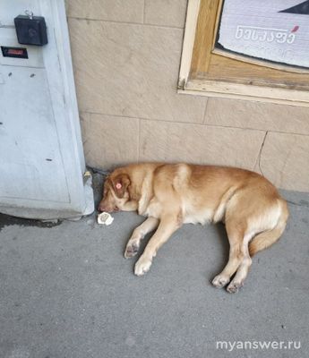 Почему общество делает козлами отпущения бездомных собак?