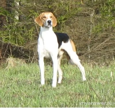 Почему общество делает козлами отпущения бездомных собак?