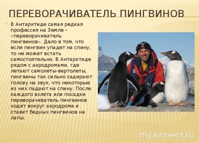 "Переворачиватель пингвинов"... Есть ли такая профессия?