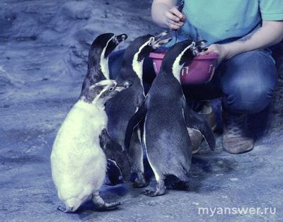 "Переворачиватель пингвинов"... Есть ли такая профессия?