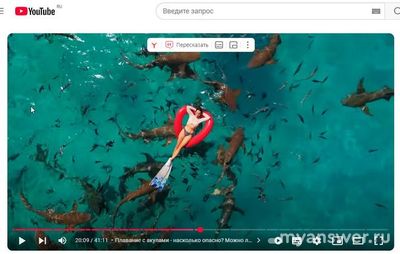 Можно ли на Мальдивах купаться с акулами в критические дни?