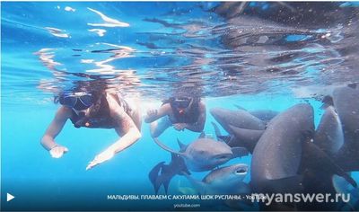 Можно ли на Мальдивах купаться с акулами в критические дни?
