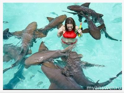 Можно ли на Мальдивах купаться с акулами в критические дни?