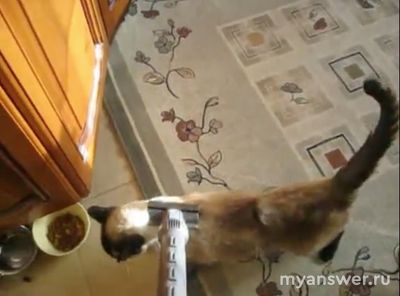 Почему наша кошка балдеет от пылесоса?