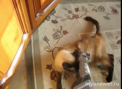 Почему наша кошка балдеет от пылесоса?