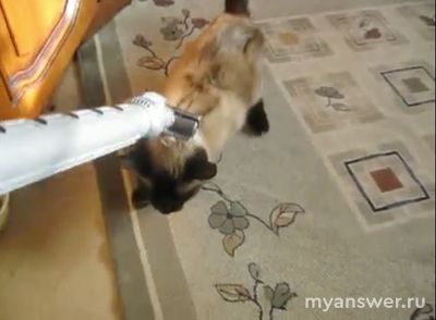 Почему наша кошка балдеет от пылесоса?