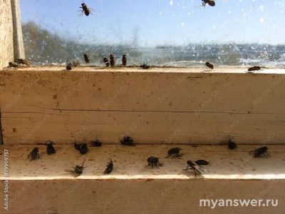 Откуда берутся мухи в январе 2025?